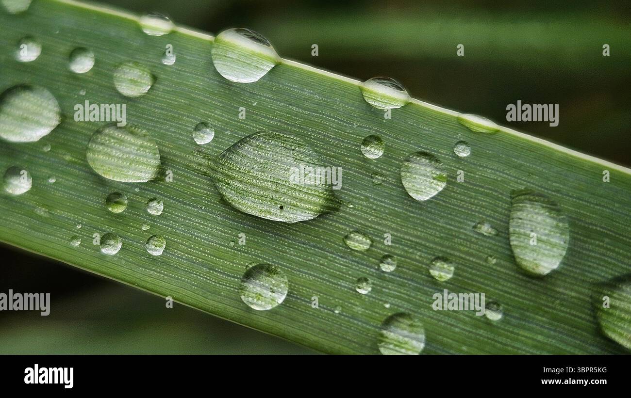 Macro Shot of Water Droplets on Green Leaf - Smartphone Captured Stock Image