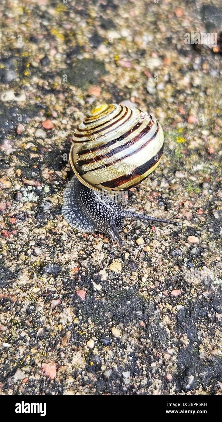 Striped Snail on Textured Ground - Smartphone Captured Stock Image