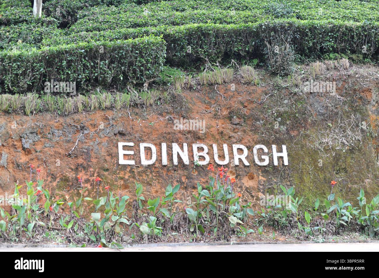 Edinburgh tea eastate with tea plantation in Nanu Oya, Sri Lanka. It is ...