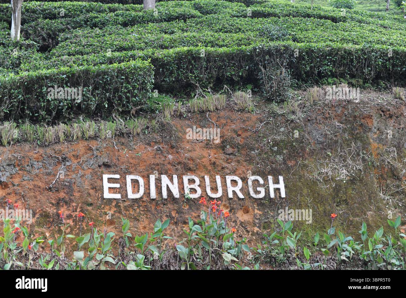 Edinburgh tea eastate with tea plantation in Nanu Oya, Sri Lanka. It is ...