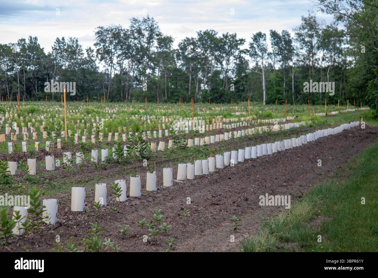 West Olive, Michigan - Plants in rows of containers on a farm in west Michigan. Irrigation sprinklers are on poles throughout the field. Stock Photo
