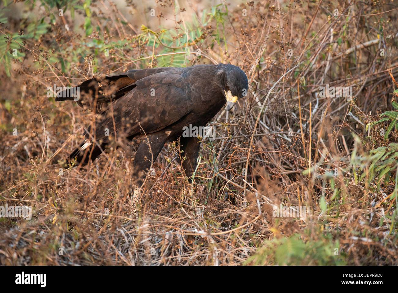 Great black hawk, in Pantanal Forest environment, Brazil. (Buteogallus ...