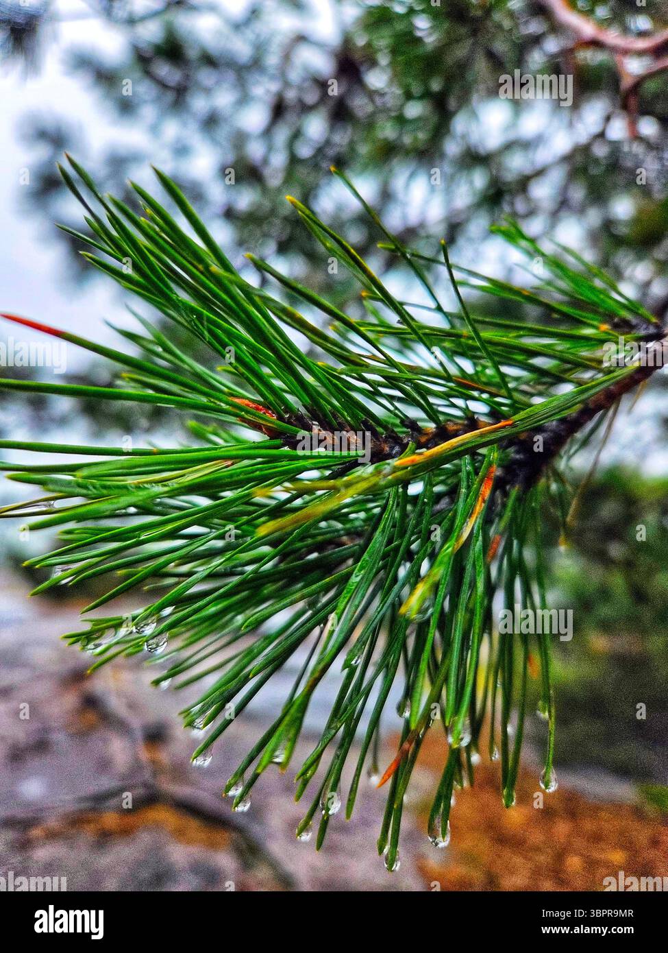 A detailed macro shot of fresh green pine needles on a branch. This versatile image is perfect for themes of nature, forests, winter, holidays. - Smartphone Captured Stock Image