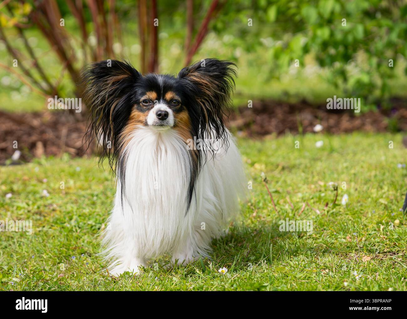 Papillon Toy Dog Breeds: Adorable Companions Unleashed