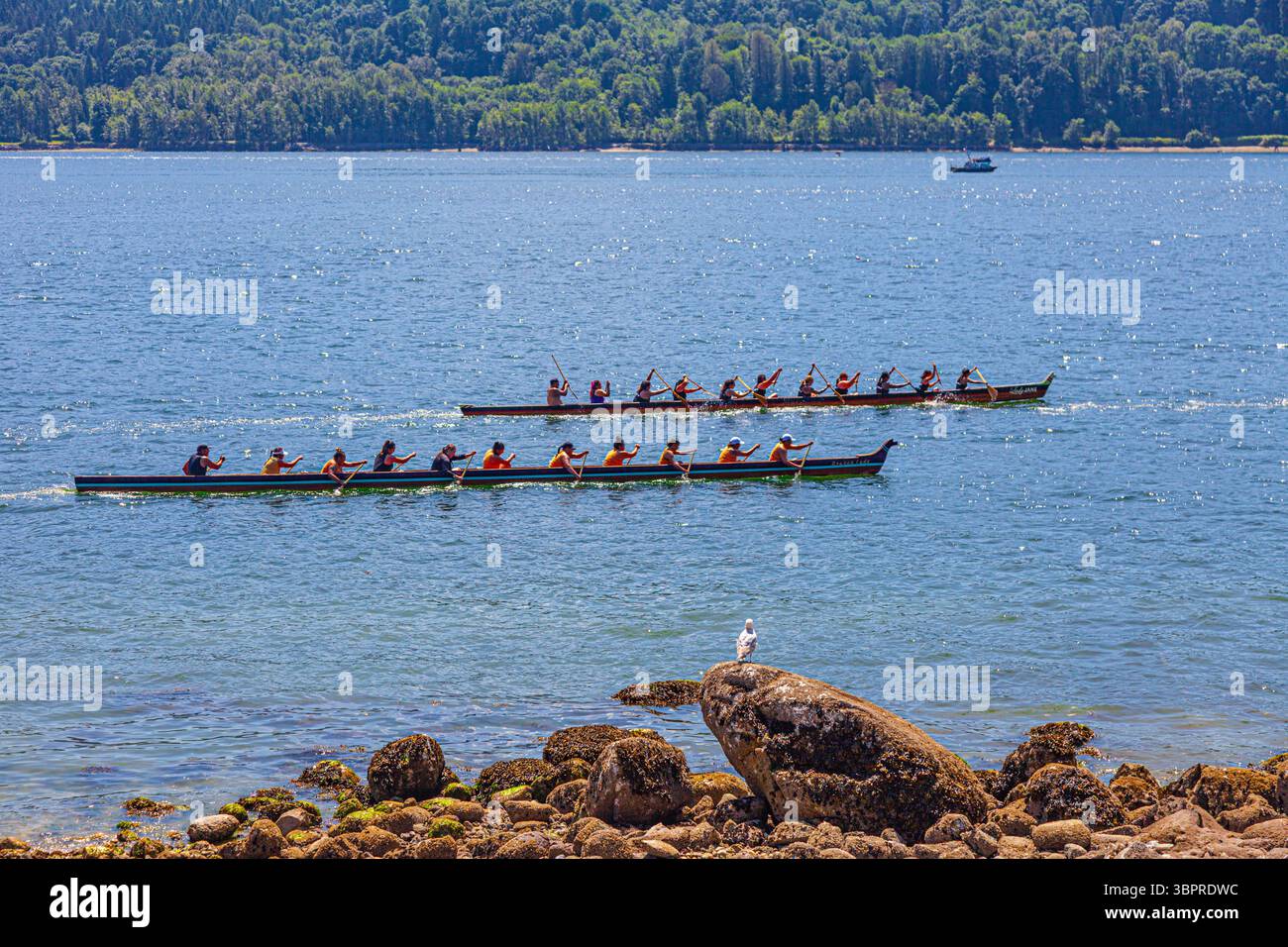 First Nations dugout canoe racing at Cates Park in North Vancouver ...