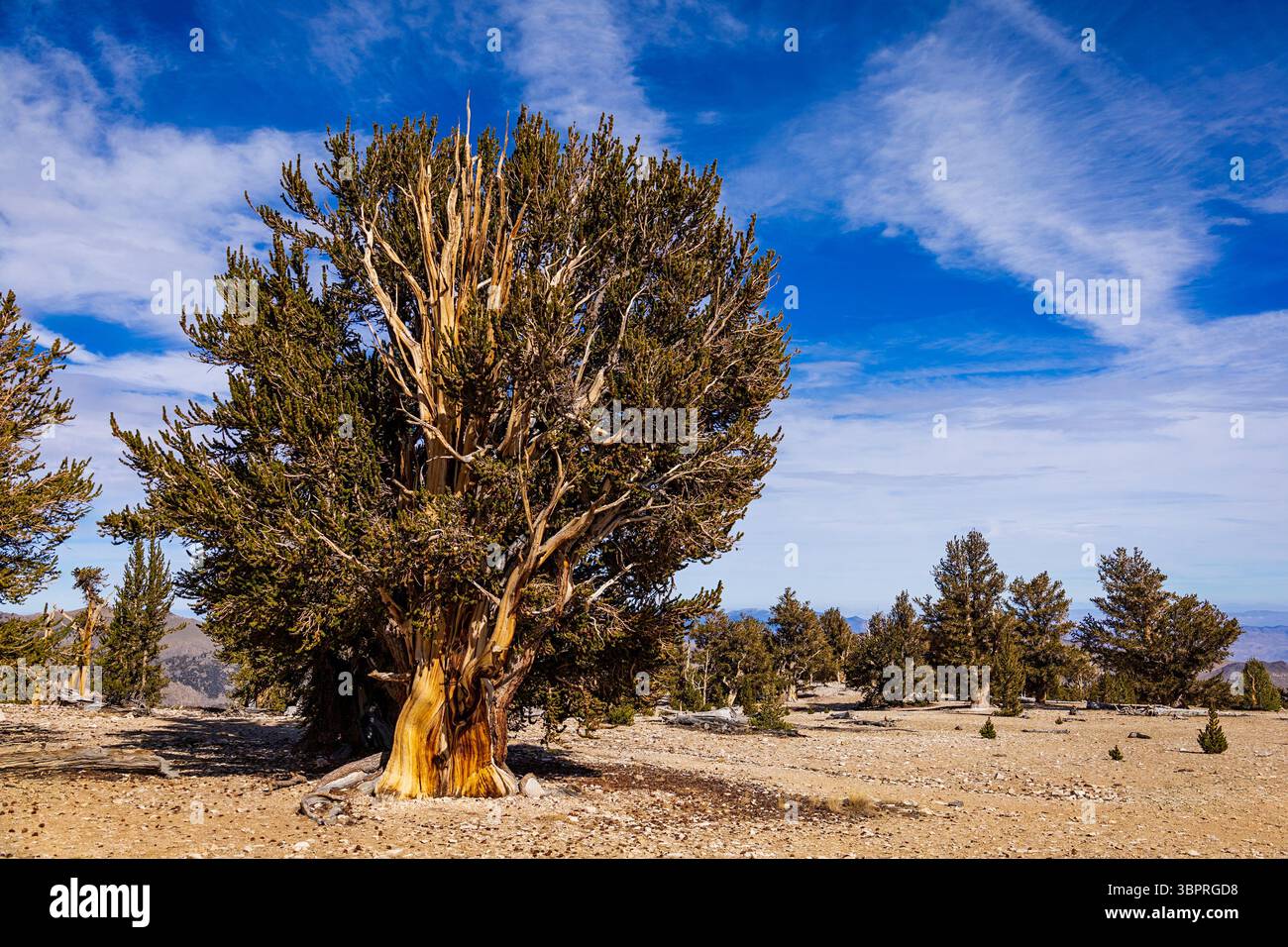 Bristlecone pine tree growing in the Ancient Bristlecone Pine Forest under a blue sky with clouds Stock Photo