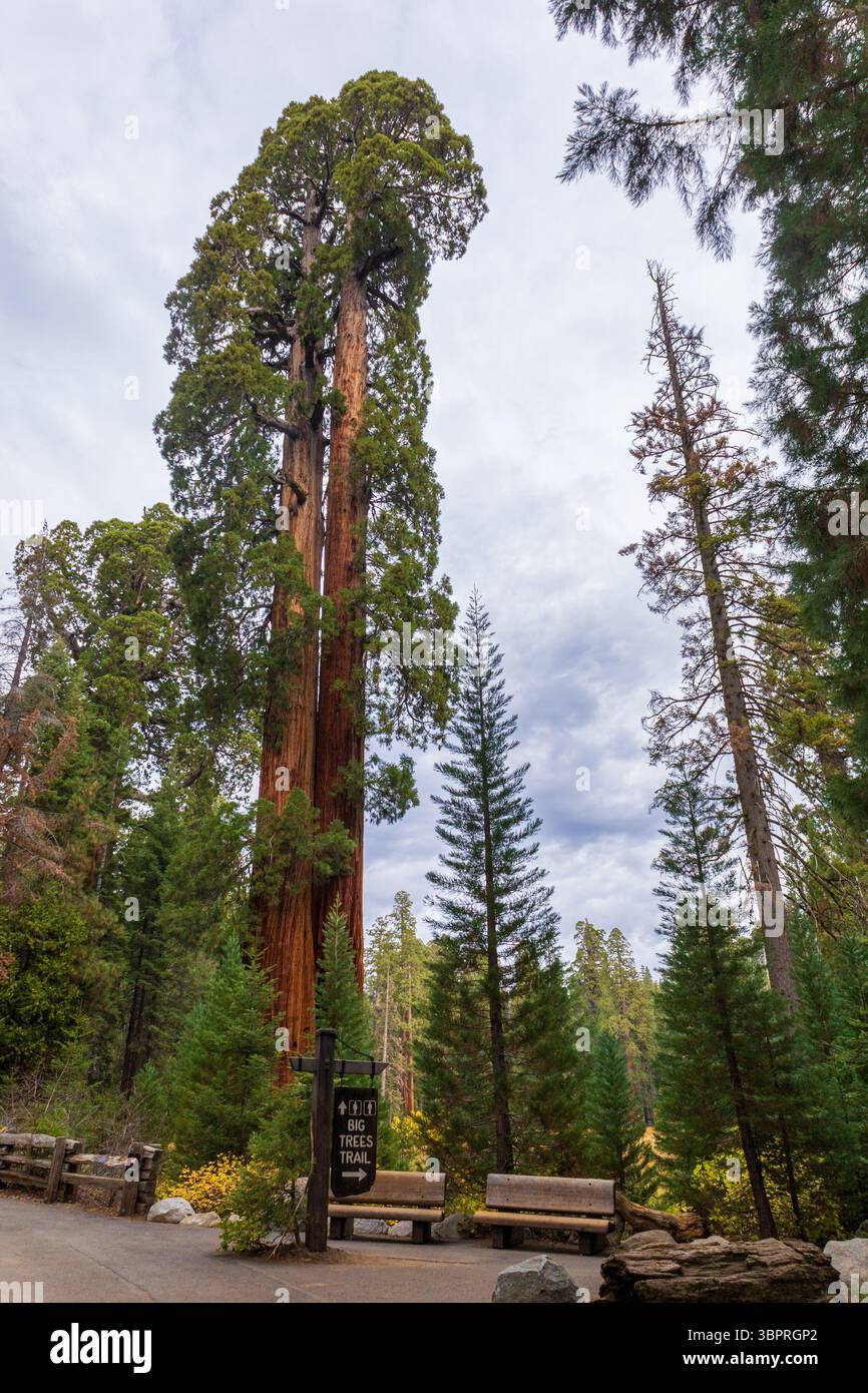 Big trees trail hi-res stock photography and images - Alamy