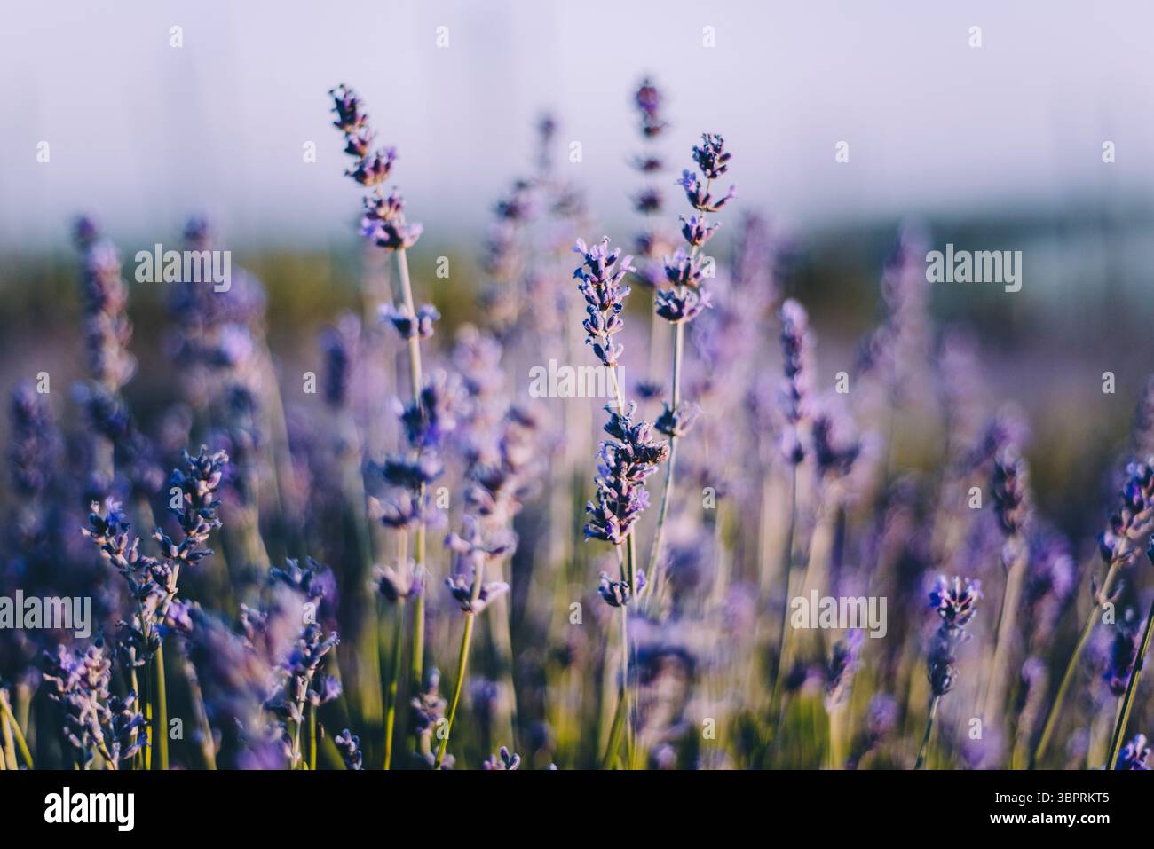 Lavender flowers soft focus hi-res stock photography and images - Alamy