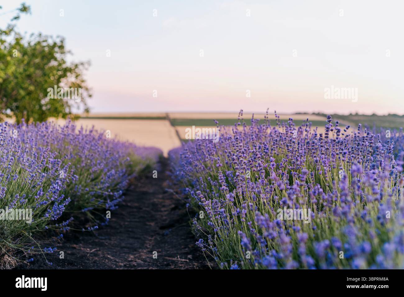 Scenic lavender field bushes close up at dusk Stock Photo