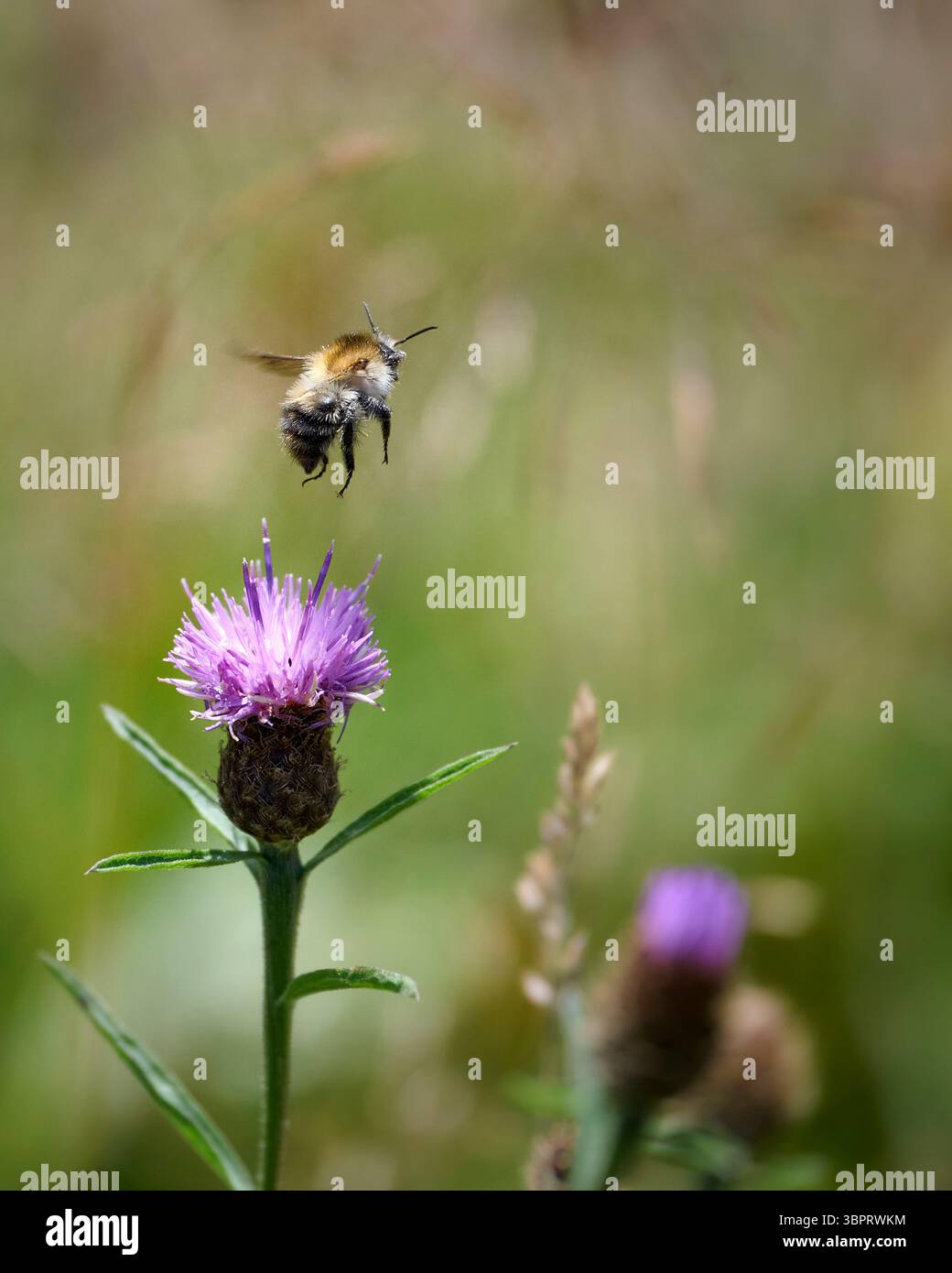 insect in flight Stock Photo - Alamy