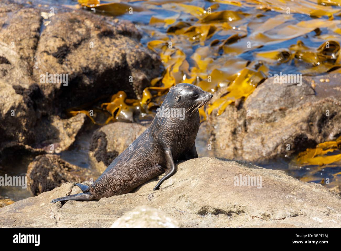 New Zealand fur seal (Arctocephalus forsteri) also called Australasian Fur Seal, South Australian Fur Seal Stock Photo