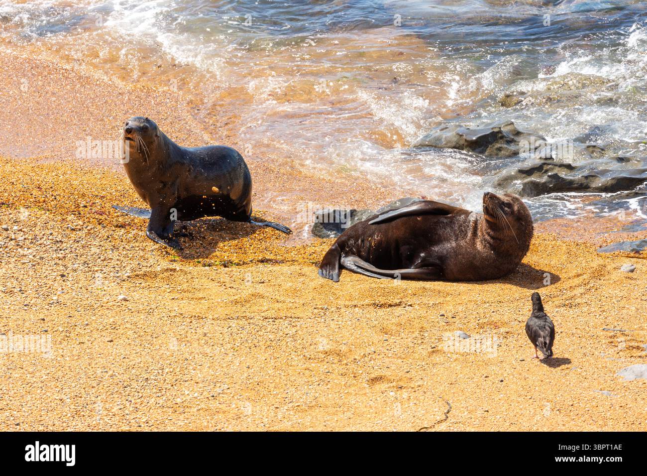 New Zealand fur seal (Arctocephalus forsteri) also called Australasian Fur Seal, South Australian Fur Seal Stock Photo