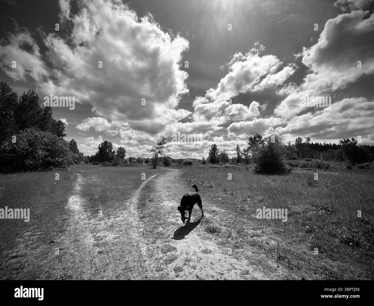 A dog walks along a dirt path under dramatic clouds in a wide open landscape, black and white. - Smartphone Captured Stock Image
