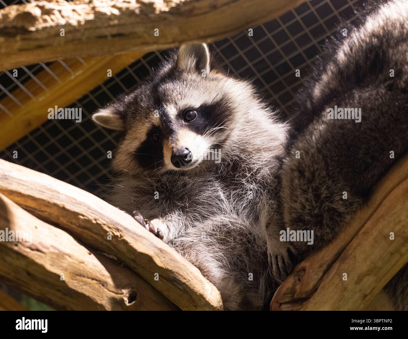 Animal photography. A cute raccoon sits on a tree and looks down from ...