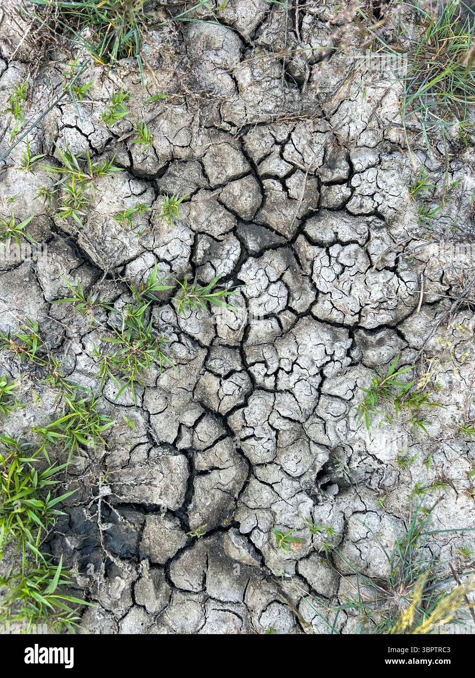 Close-up of parched, cracked earth with patches of green grass. Symbol of drought, climate change, and environmental stress. - Smartphone Captured Stock Image