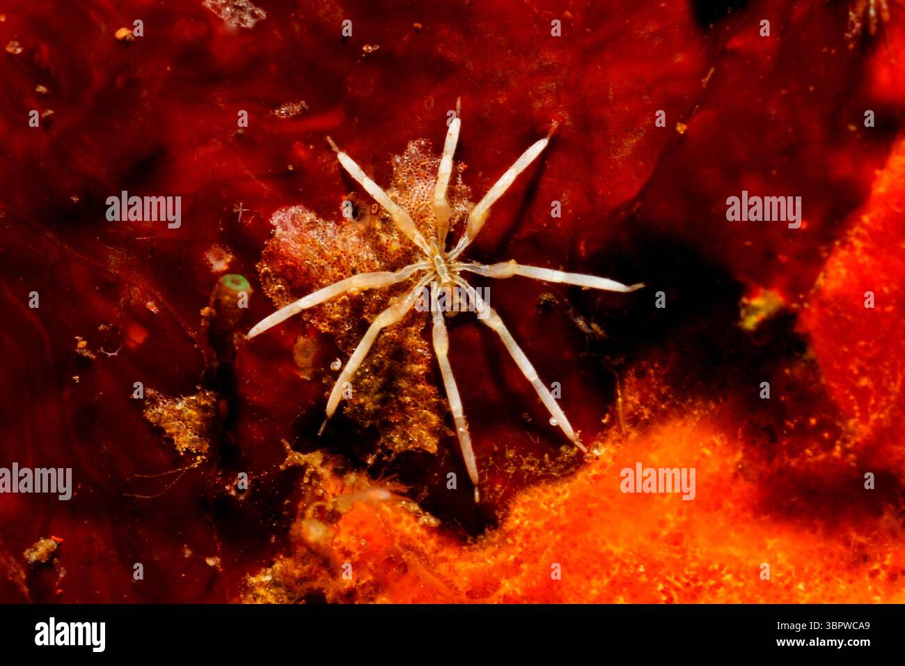 Pycogonid Family ammotheidae hi-res stock photography and images - Alamy
