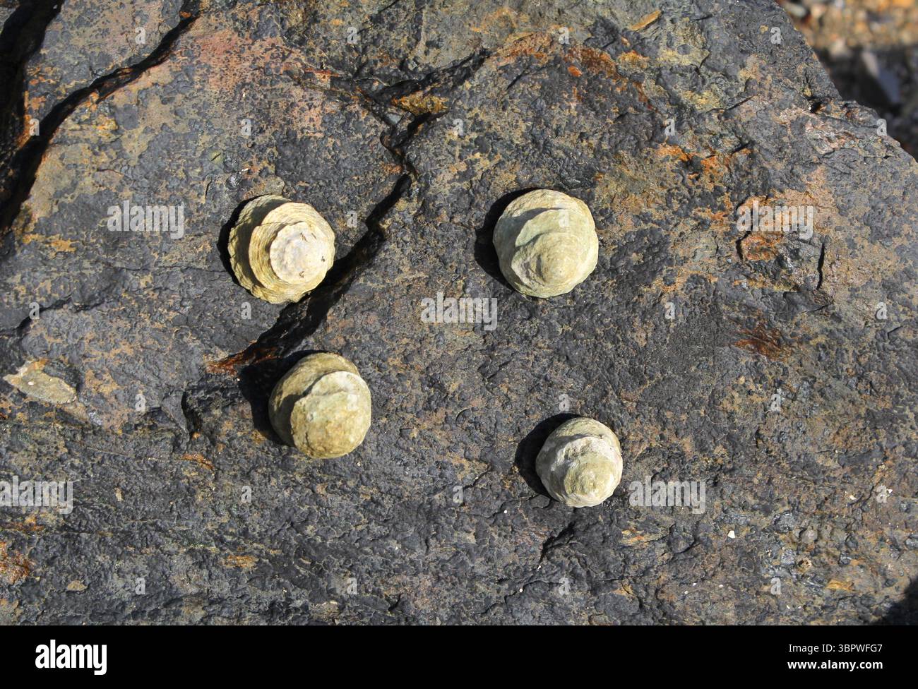 Four mollusc shells on a grey rock Stock Photo - Alamy