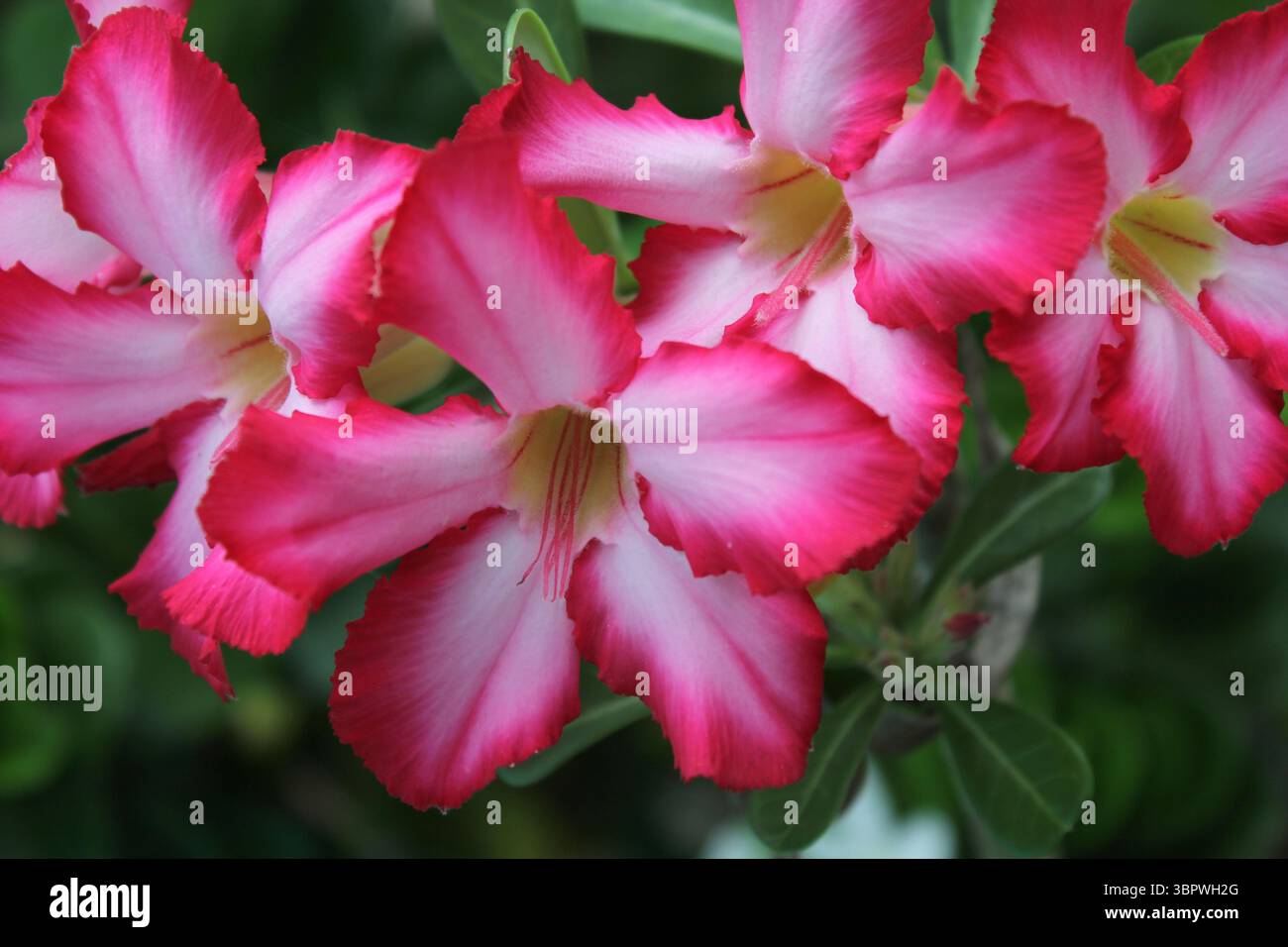 Adenium flowers hi-res stock photography and images - Alamy