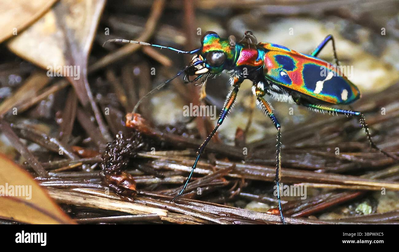 Japanese tiger beetle (Cicindela chinensis japonica), stunning japanese ...