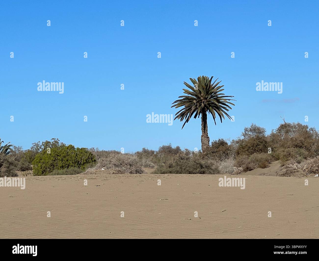 A lone palm tree thrives in a desert landscape under a bright blue sky. Maspalomas dunes, Canary Islands - Smartphone Captured Stock Image