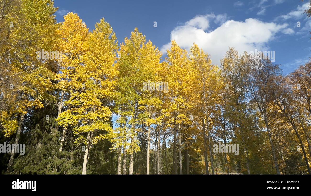 The vibrant fall colors of the trees create a beautiful scenic landscape. - Smartphone Captured Stock Image