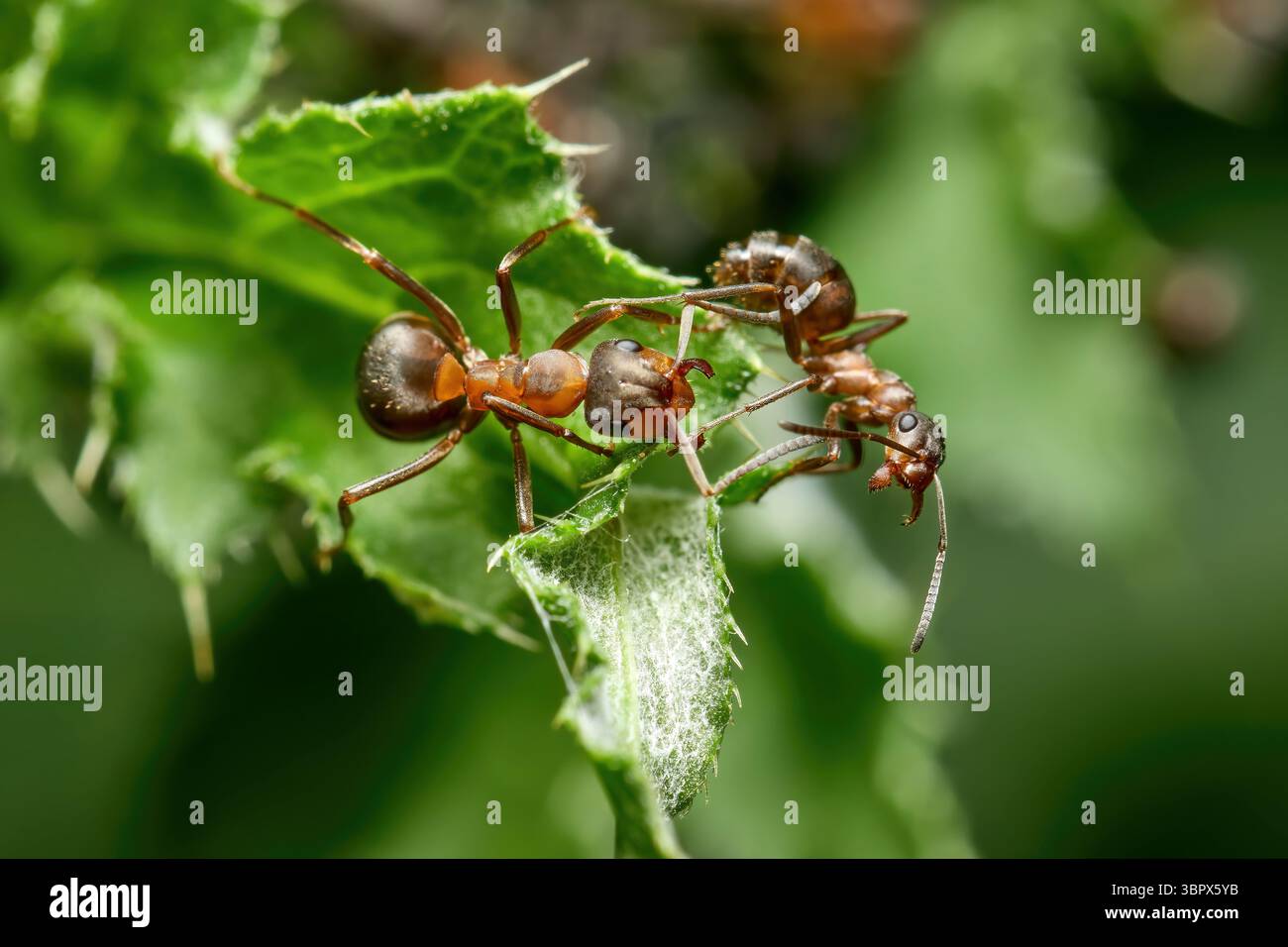 Close up two mutual hi-res stock photography and images - Alamy