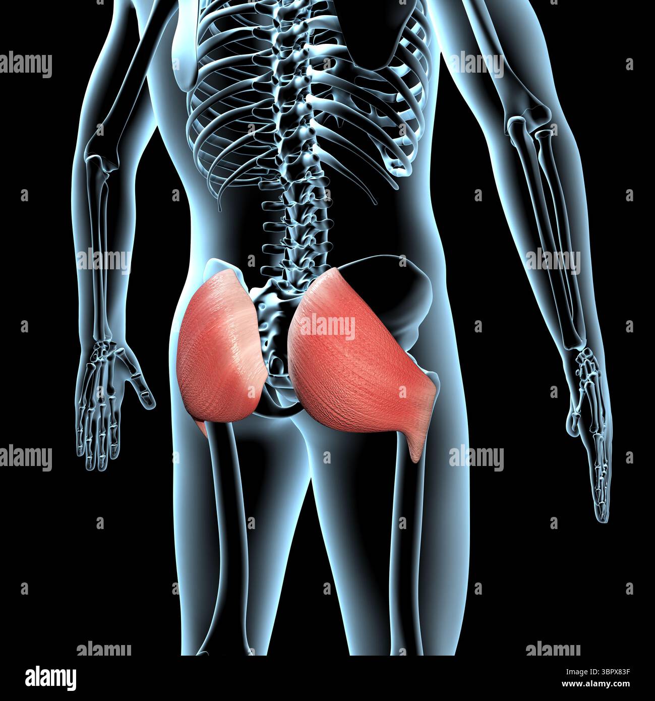 Anatomy of human buttocks hi-res stock photography and images - Alamy