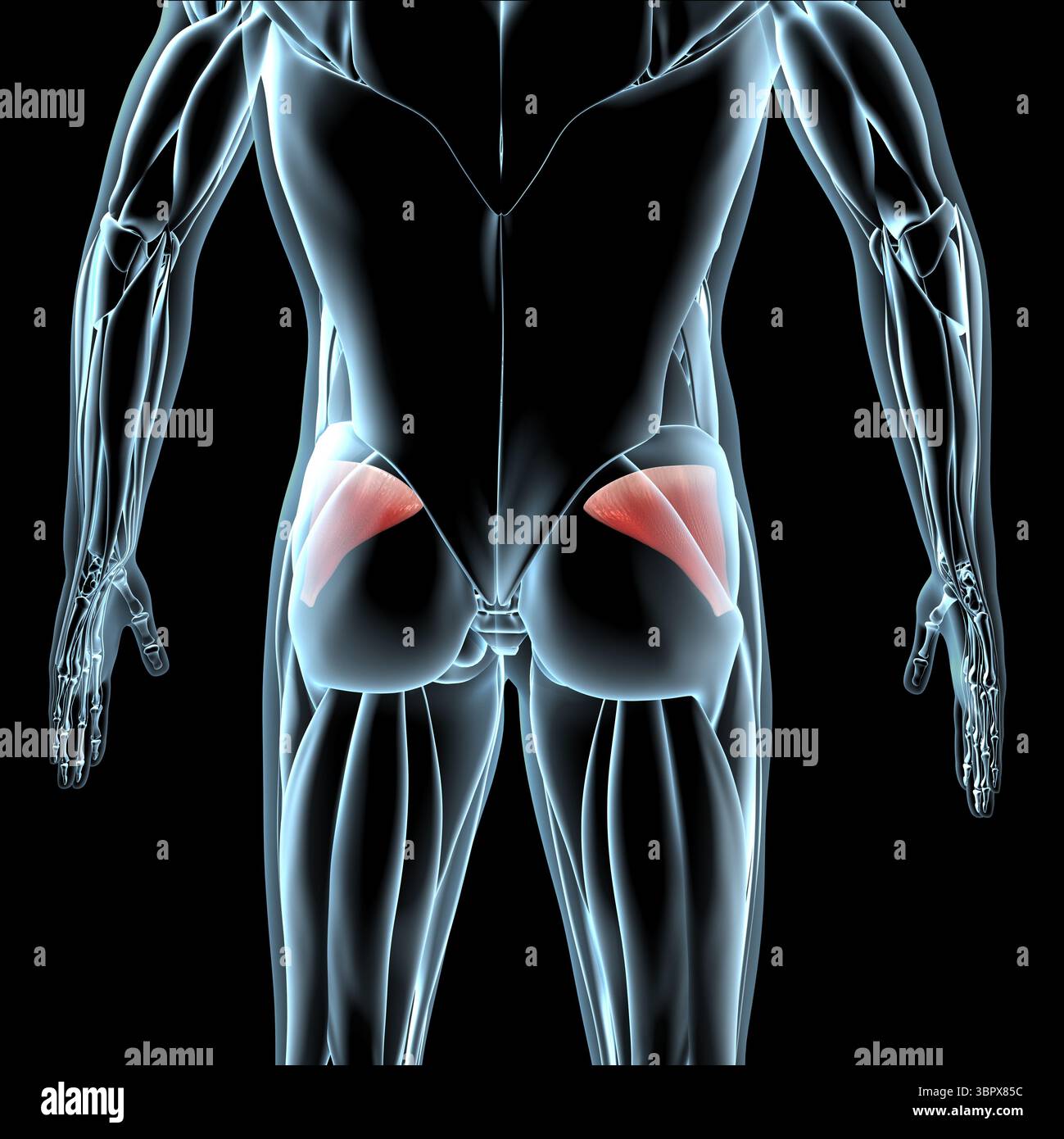 Anatomy of human buttocks hi-res stock photography and images - Alamy