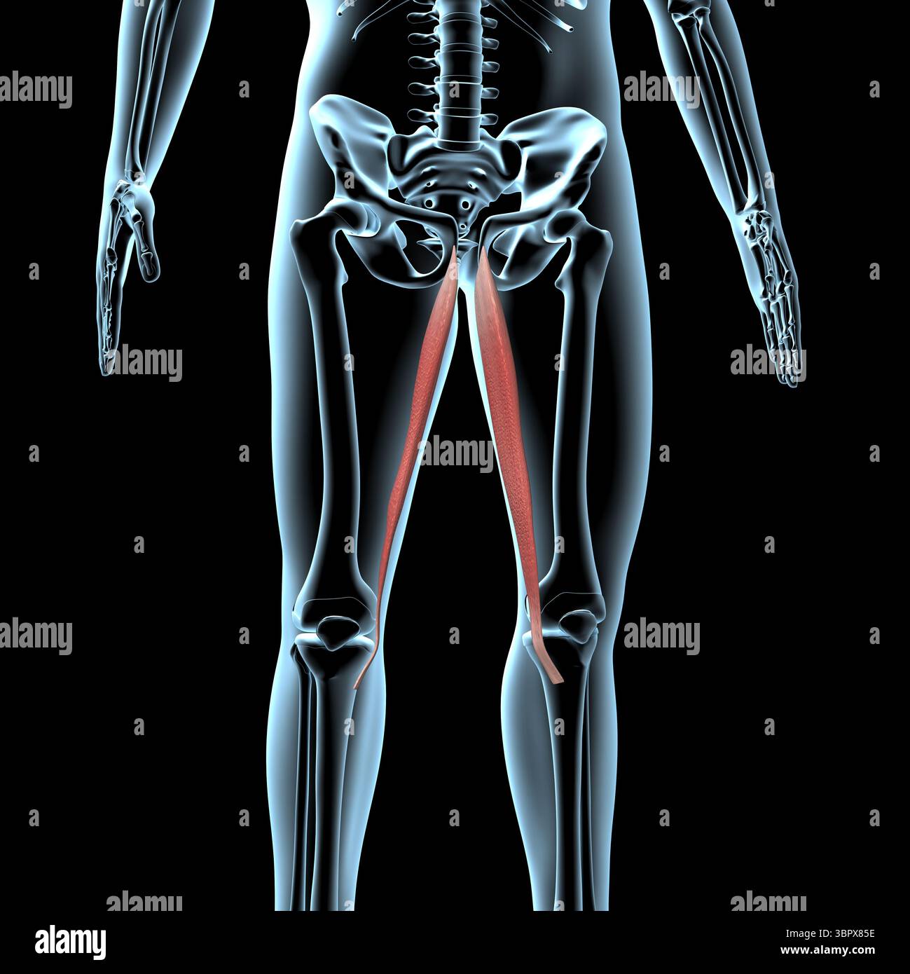 This 3d illustration shows the gracilis muscles anatomical position on ...