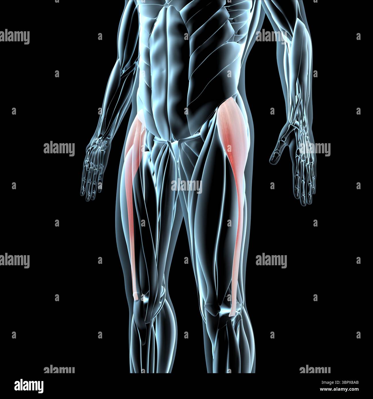 This 3d illustration shows a view of the tensor fasciae latae muscles on xray musculature Stock Photo