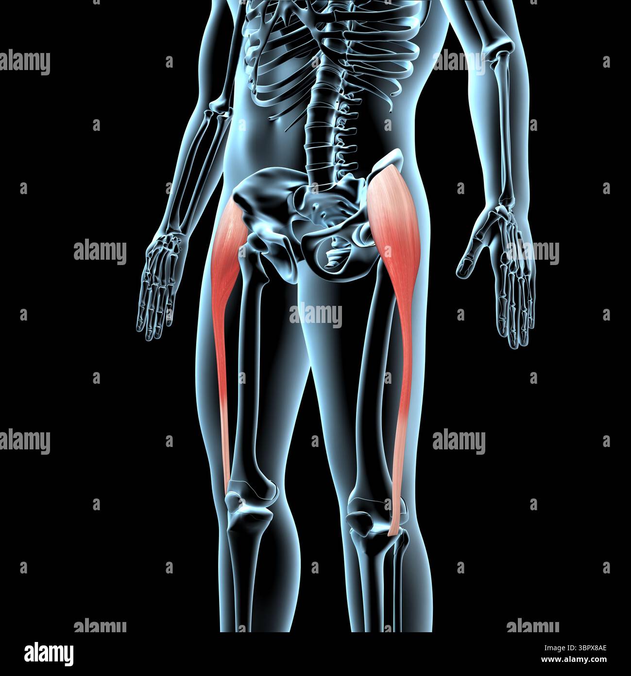 This 3d illustration shows the tensor fasciae latae muscles anatomical position on xray body Stock Photo