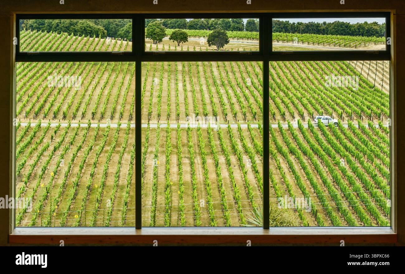 View of the vineyard through a window. Otago. South Island Stock Photo ...