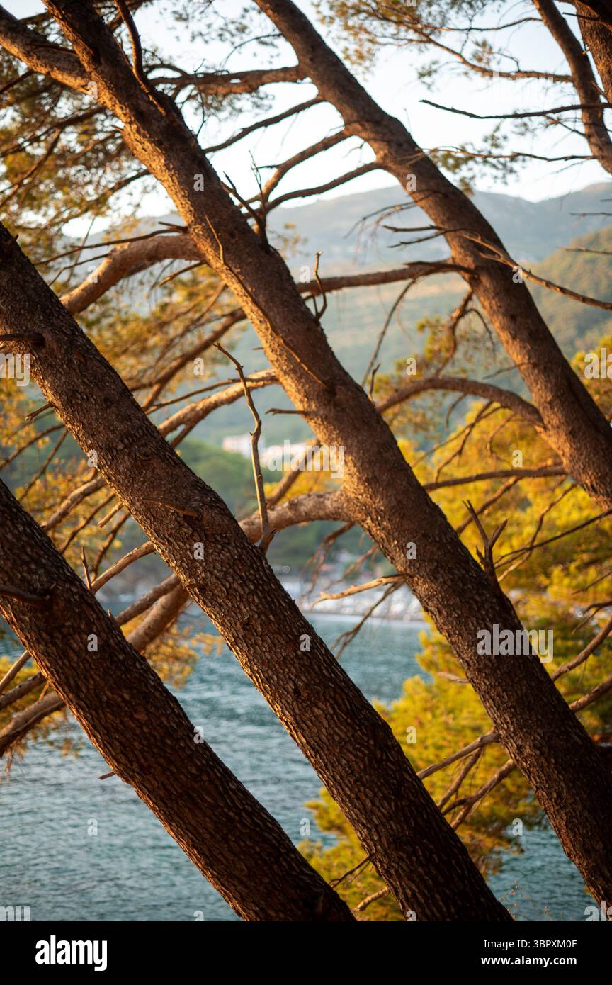 Slanted pine trees with a scenic coastal background, capturing the ...