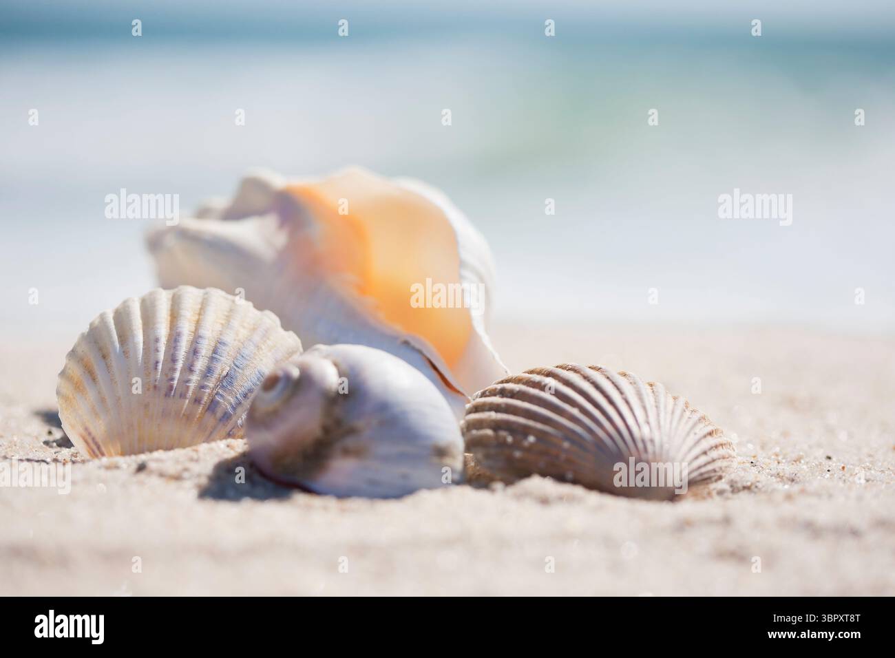 Various sea shells on beach Stock Photo