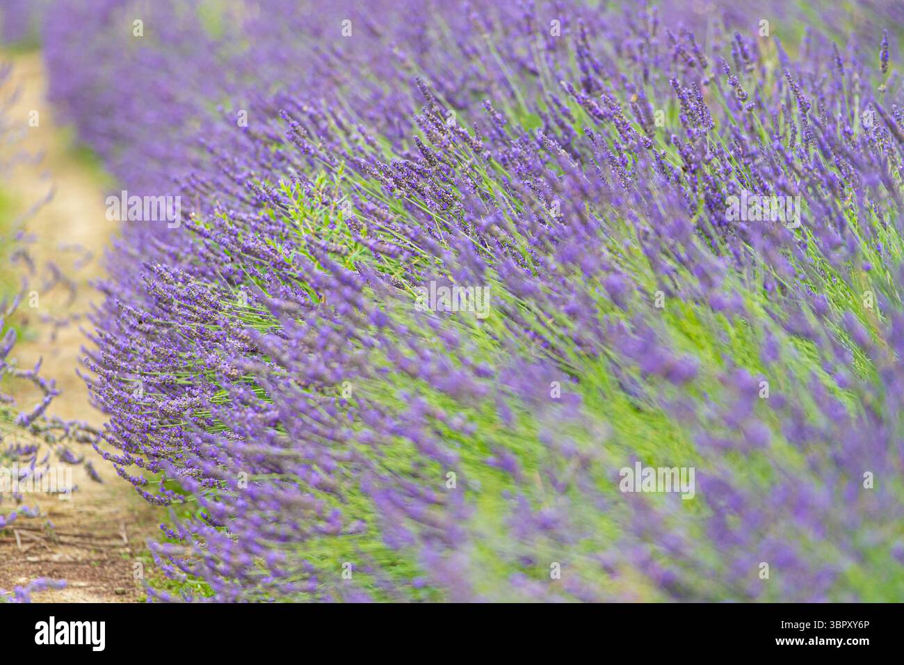 lavender bushes close up Stock Photo