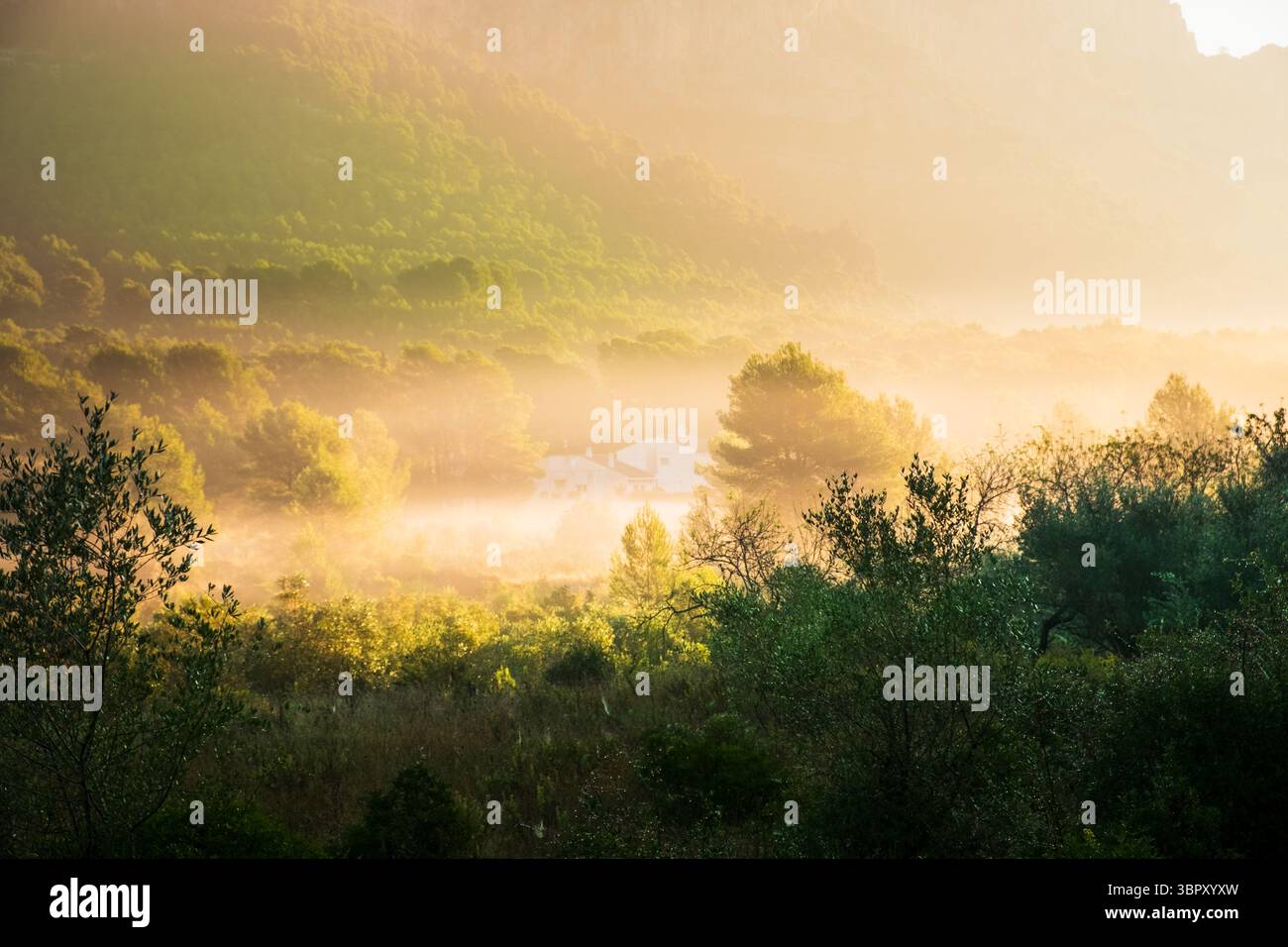 Atmospheric romantic misty landscape with trees and mountains Stock ...