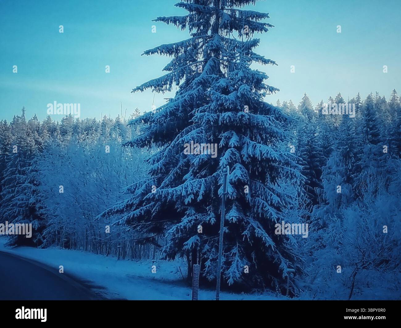 A majestic, solitary spruce tree heavily laden with fresh snow stands tall against a clear, cold blue sky in a serene winter forest landscape. - Smartphone Captured Stock Image
