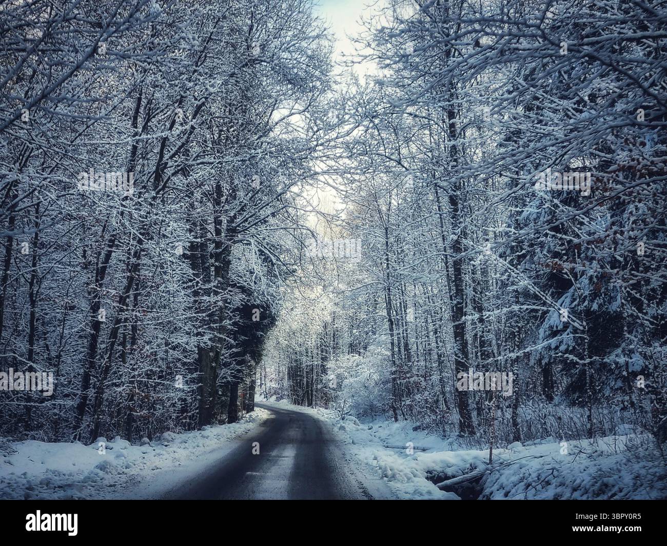 A magical, snow-covered country road leads through a dense forest of frosted trees, creating a serene and beautiful 'winter wonderland' landscape. - Smartphone Captured Stock Image
