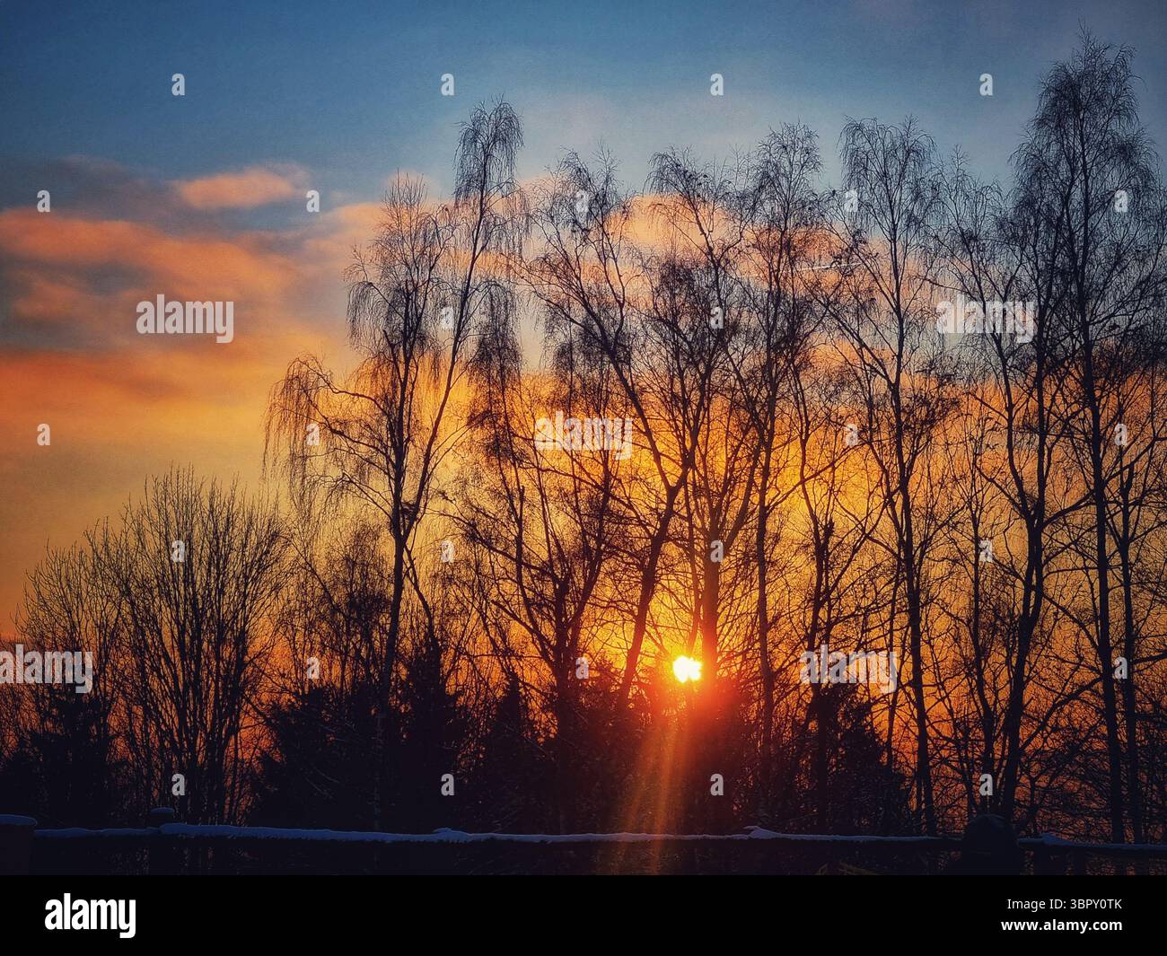 The setting sun glows warmly through a tranquil grove of silhouetted birch trees, casting a beautiful orange light across a peaceful winter scene. - Smartphone Captured Stock Image