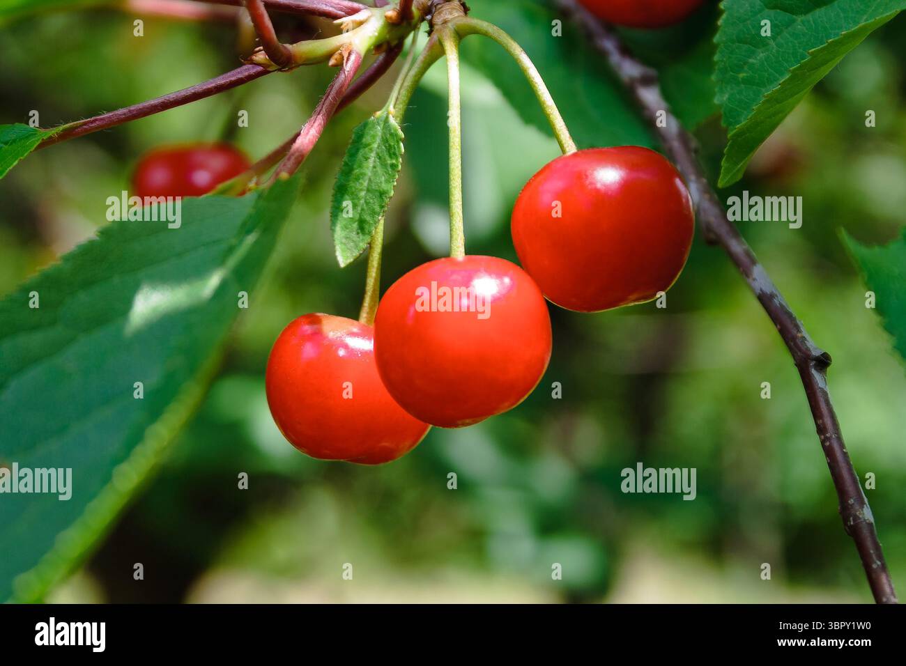 delicious red cherries in the countryside garden. fresh organic cherry in summer. ripe sweet fruit among green leaves on the branch. raw juicy food fu Stock Photo