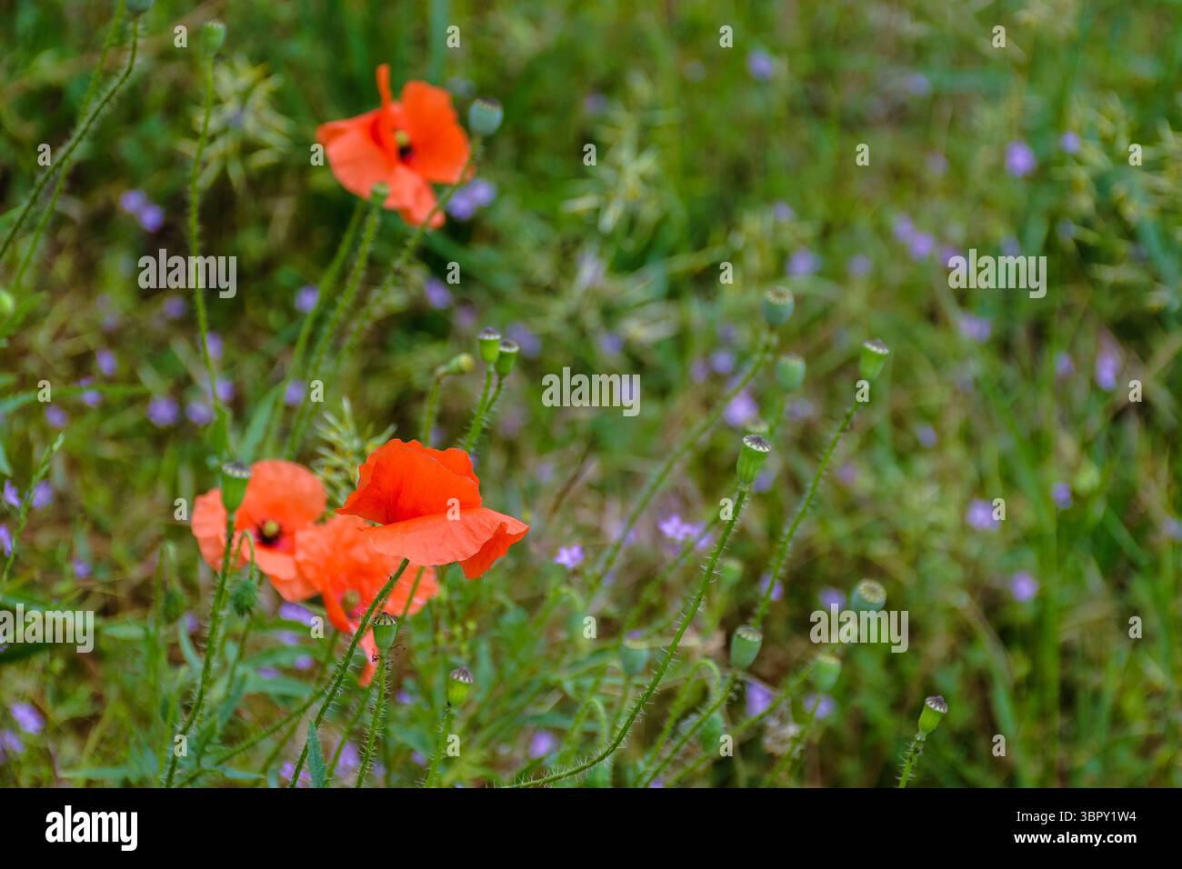 red poppy flower bloom in summer. beautiful meadow somewhere in ukrainian countryside. outdoor closeup photography. floral background of the garden. i Stock Photo