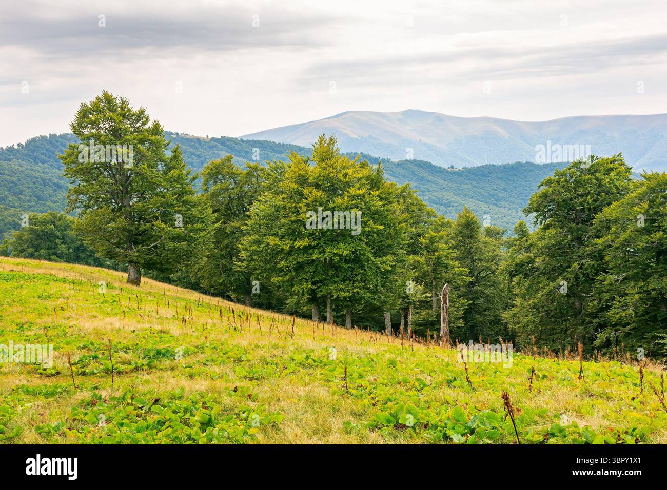primeval beech forest on the hillside. carpathian ecosystem beautiful view. scenery of svidovets ridge. mountain landscape in late summer afternoon. e Stock Photo