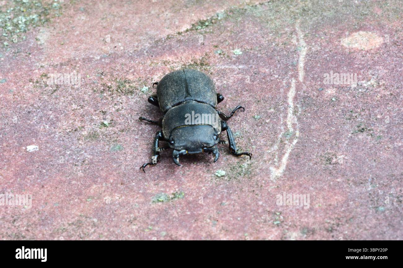 Macro close-up of a dark brown stag beetle walking on textured pink stone surface outdoors. Detailed insect body and legs clearly visible. Natural wil Stock Photo
