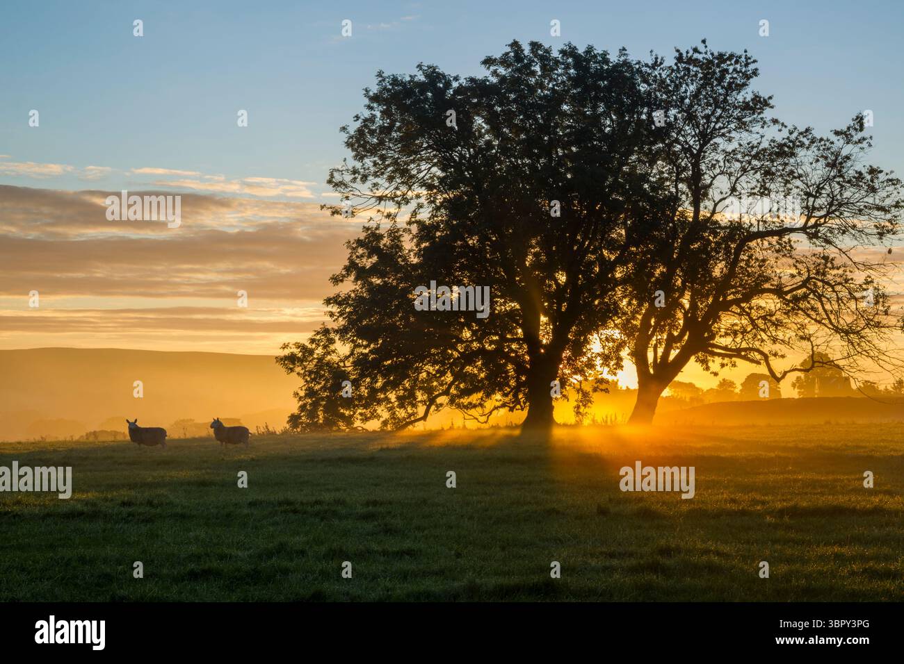 Early autumn sunrise view with the sun rising behind a pair of ash trees on a misty morning near Danby within the North York Moors national park - Stock Image