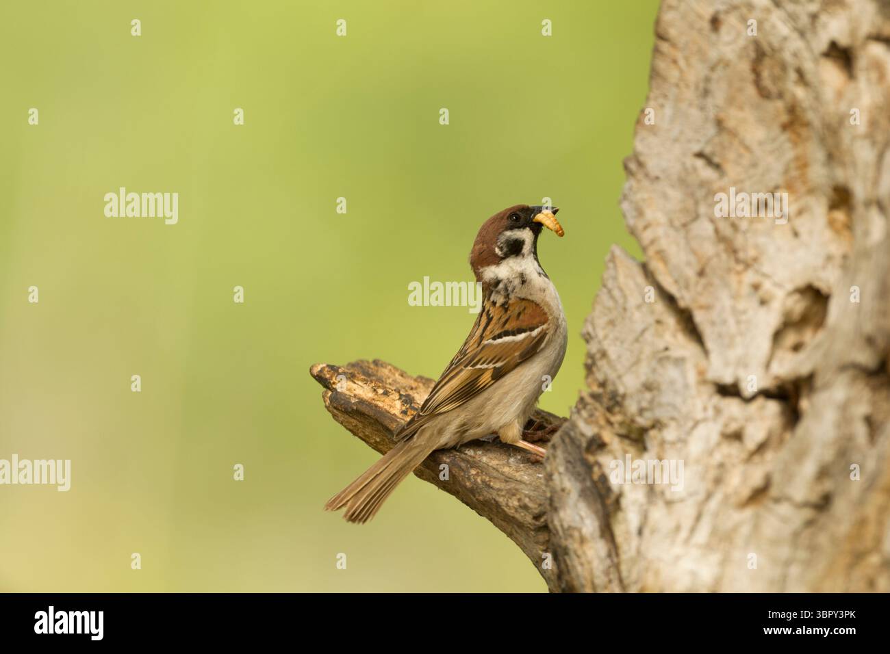 Eurasion tree sparrow (Passer montanus) adult close to its nesting site with grubs in its beak set against a smooth green background - Stock Image