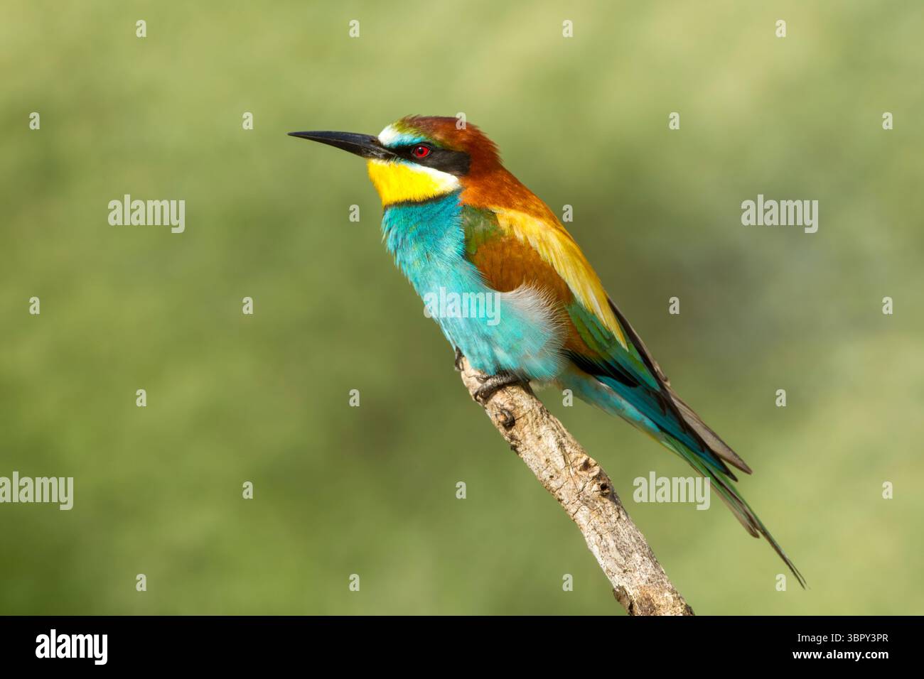 European bee-eater (Merops apiaster) adult side view in full breeding plumage against a green background - Stock Image