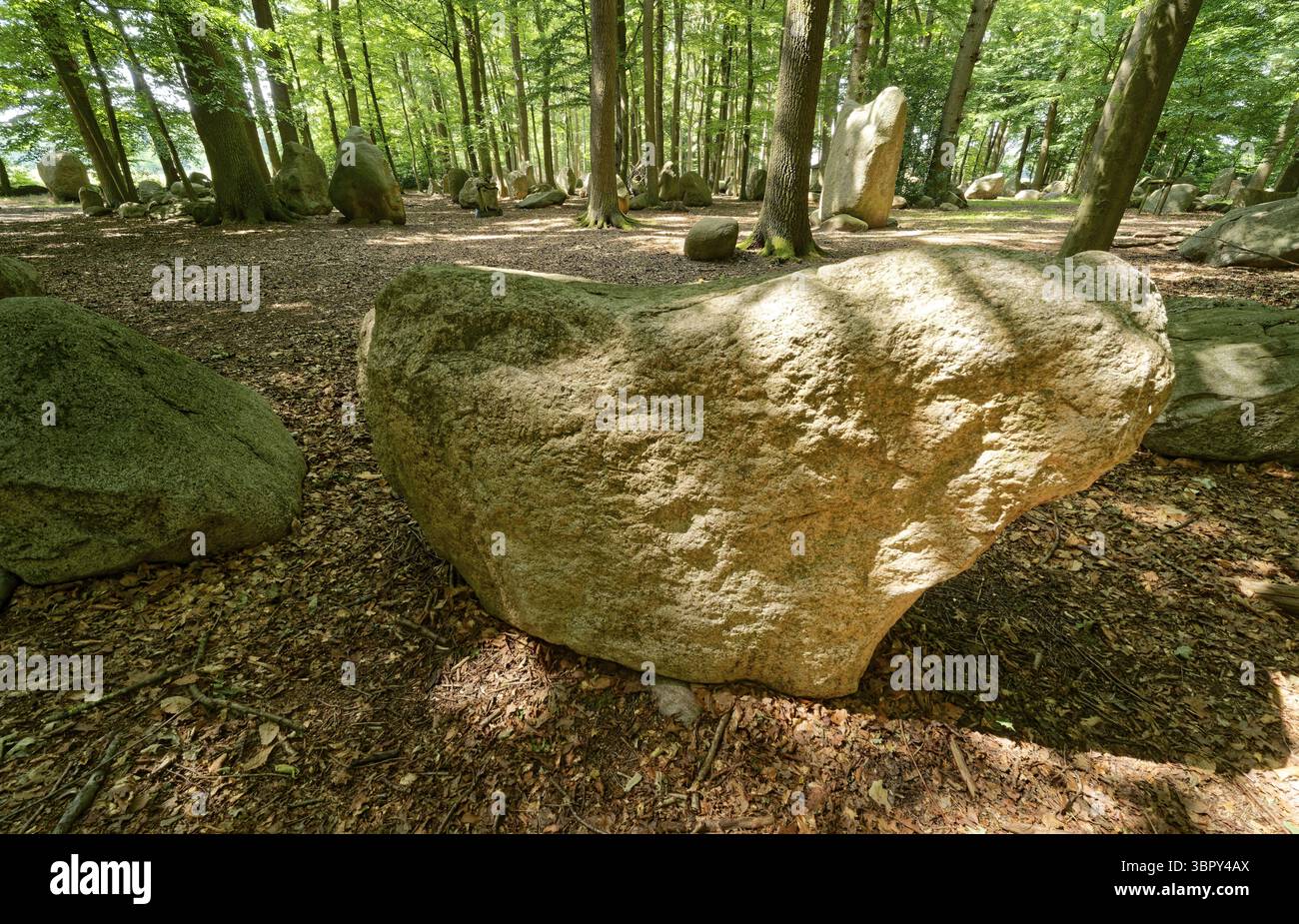 Erratic blocks in the Neuenknick erratic block forest in the Teutoburg ...