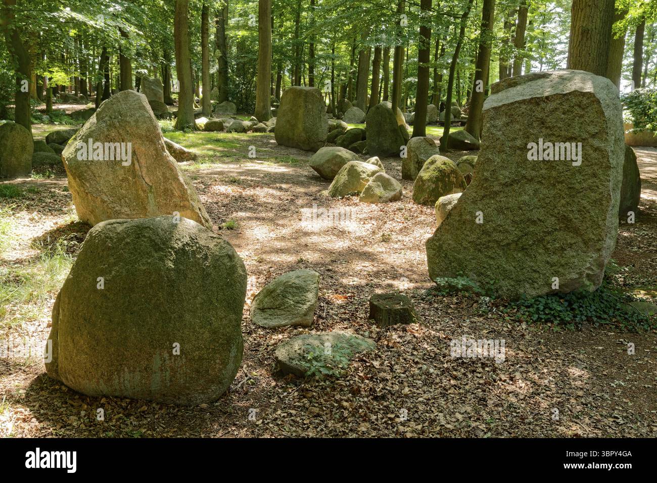 Erratic blocks in the Neuenknick erratic block forest in the Teutoburg ...