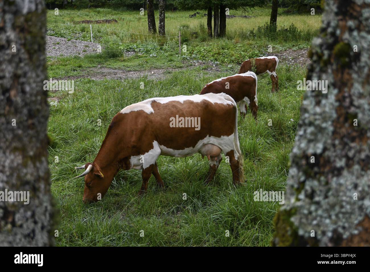 Red and white spotted dairy cows grazing on a lush green meadow in ...