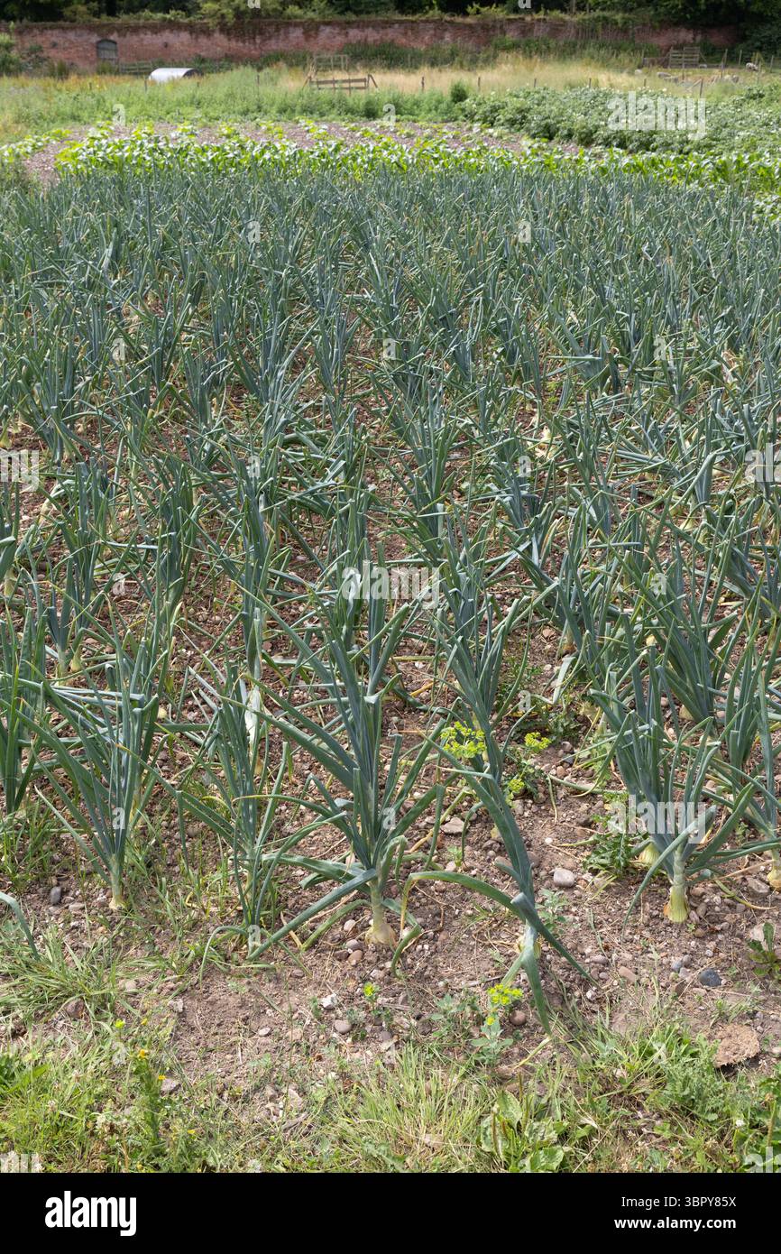 Onion rows hi-res stock photography and images - Alamy